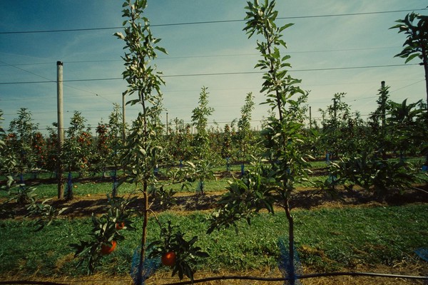 CONVERTED WITH PHOEBUS BY POST-FX