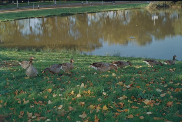 CONVERTED WITH PHOEBUS BY POST-FX