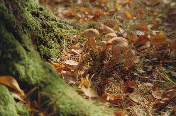 CONVERTED WITH PHOEBUS BY POST-FX