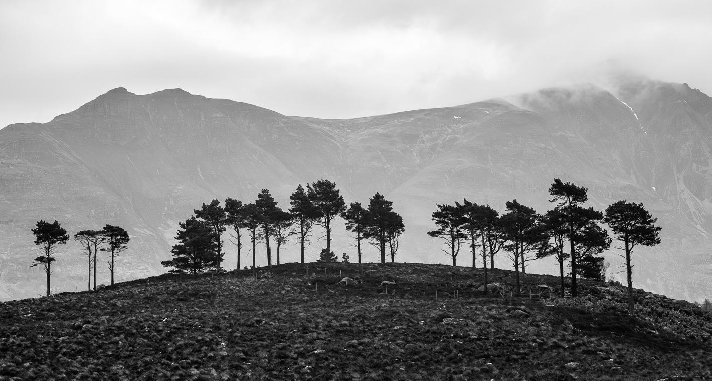 Tree line in front of mountain.