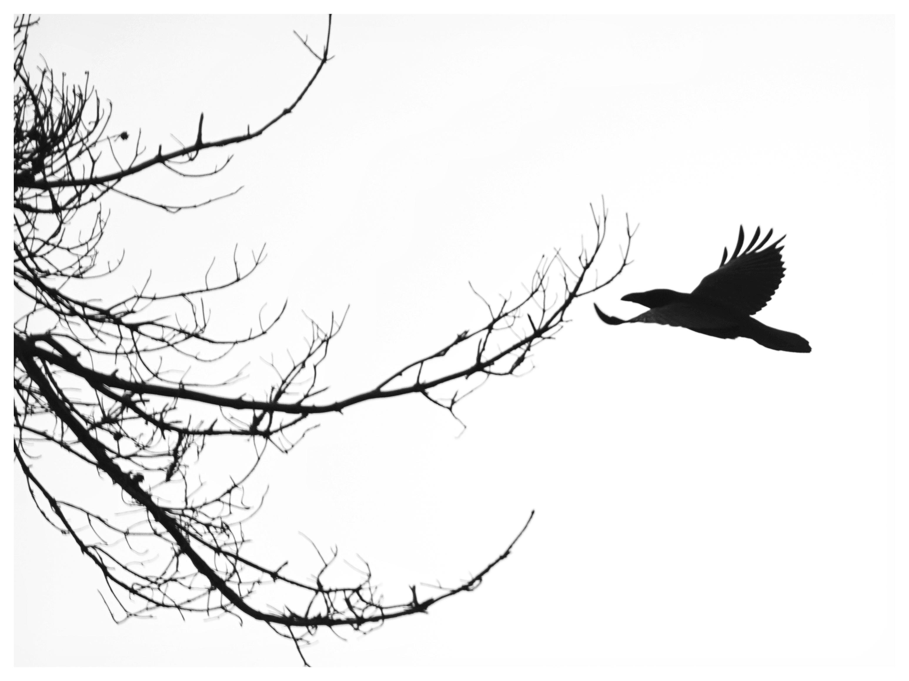 Schwarz-Weiß-Foto im Querformat mit weißem Rand. Links ragen dünne Zweige ins Bild, von rechts fliegt ein Rabe auf den Baum zu. Man erkennt nur die Silhouette vor hellem Himmel.