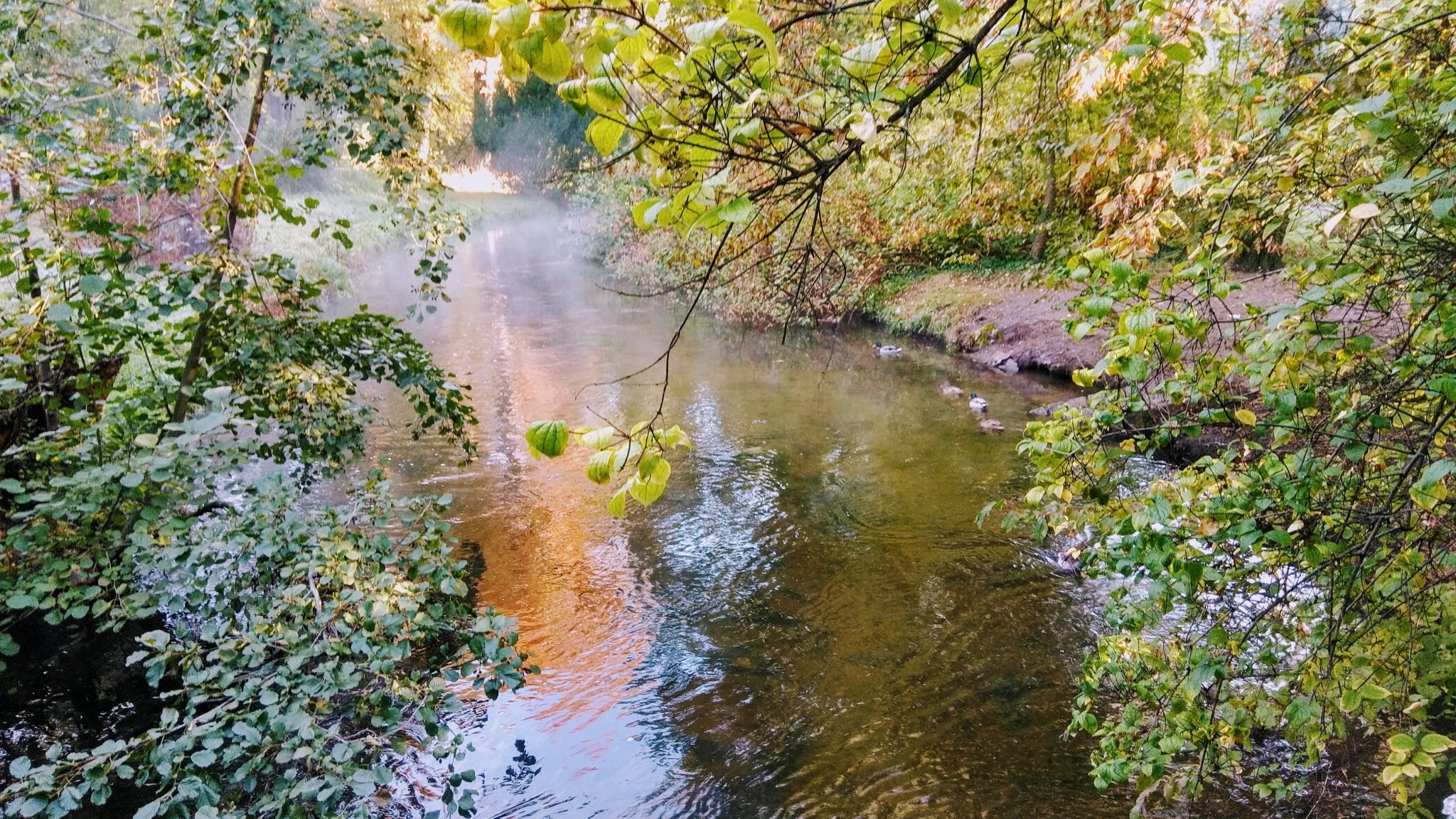Herbst in #pankreich anner panke