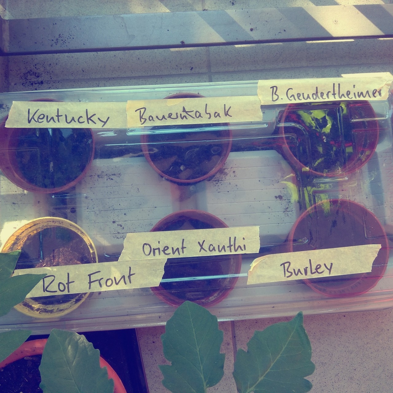 for the records: heute mit dem tabakanbau begonnen.