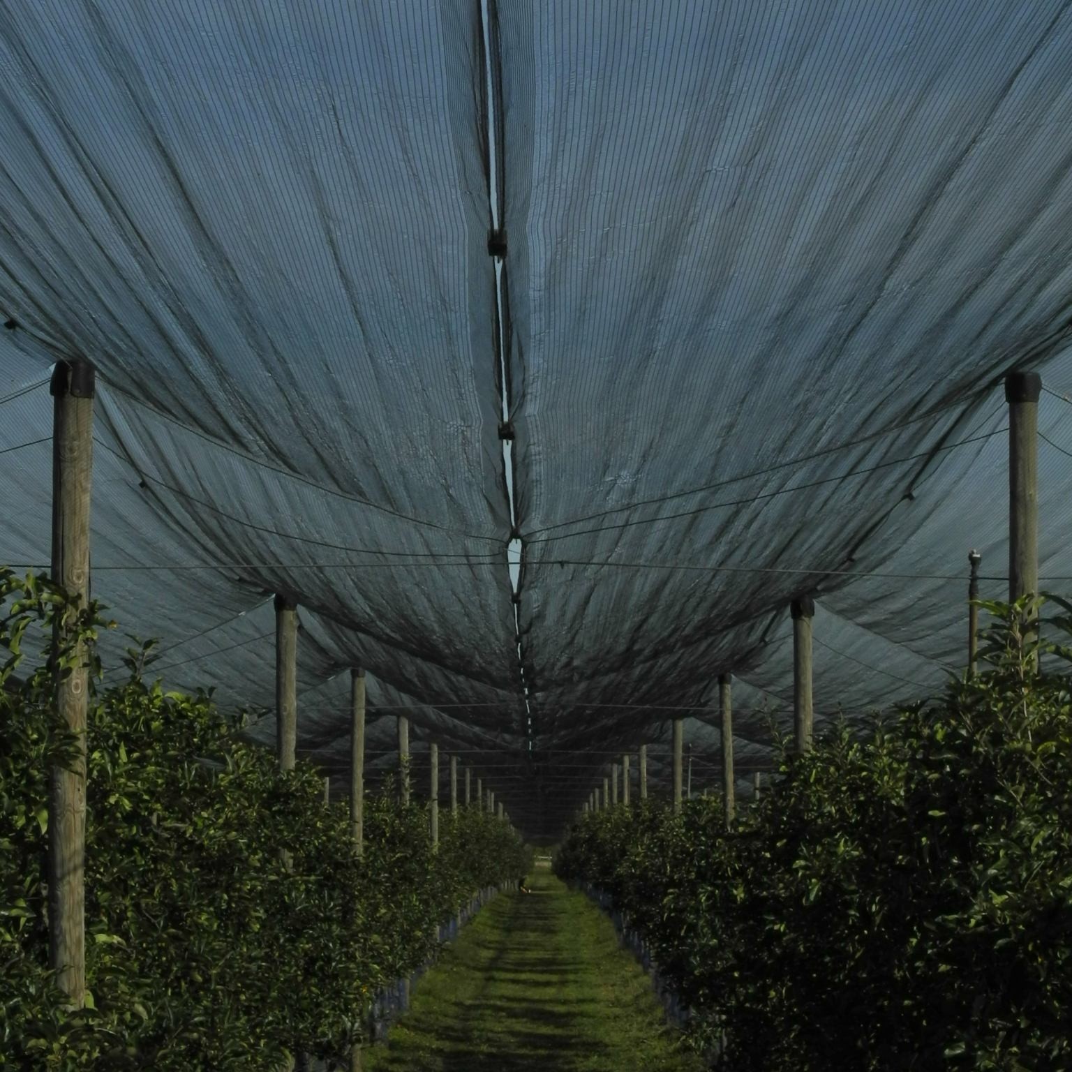 äpfel pflücken in brandenburg