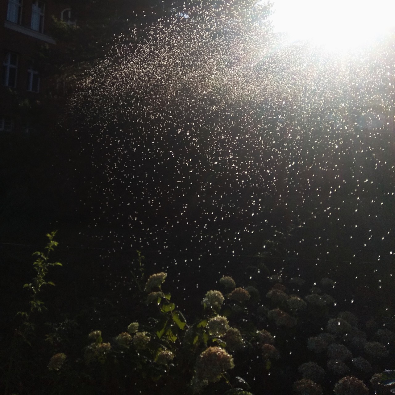 rise of the flowers rise of the flowers